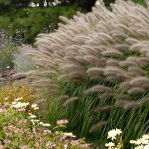 PENNISETUM ALOPECUROIDES `RED HEAD`
