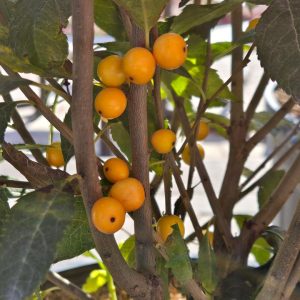 ILEX VERTICILLATA `BERRY HEAVY GOLD`