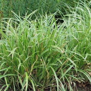 CAREX MORROWII `ICE DANCE`