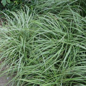 CAREX MORROWII `SILVER SCEPTRE`