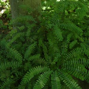 ADIANTUM PEDATUM - MAIDENHAIR FERN