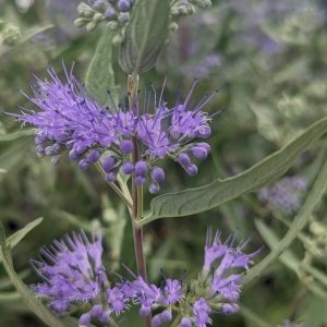 CARYOPTERIS X CLAND. `DARK KNIGHT`