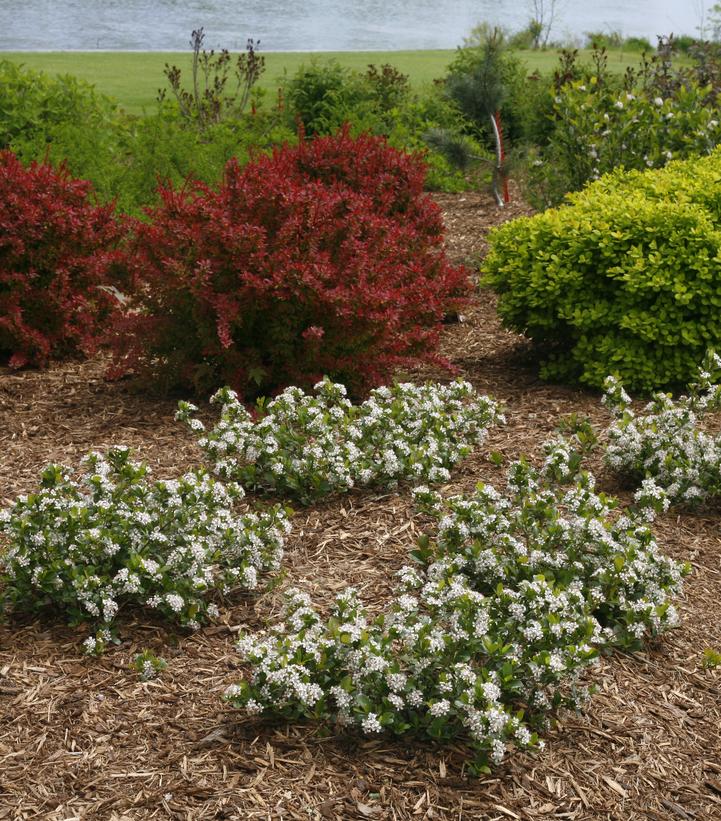 ARONIA LO SCAPE `MOUND`