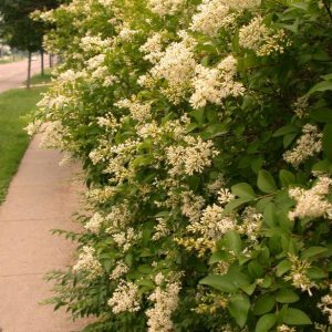 LIGUSTRUM AMURENSE