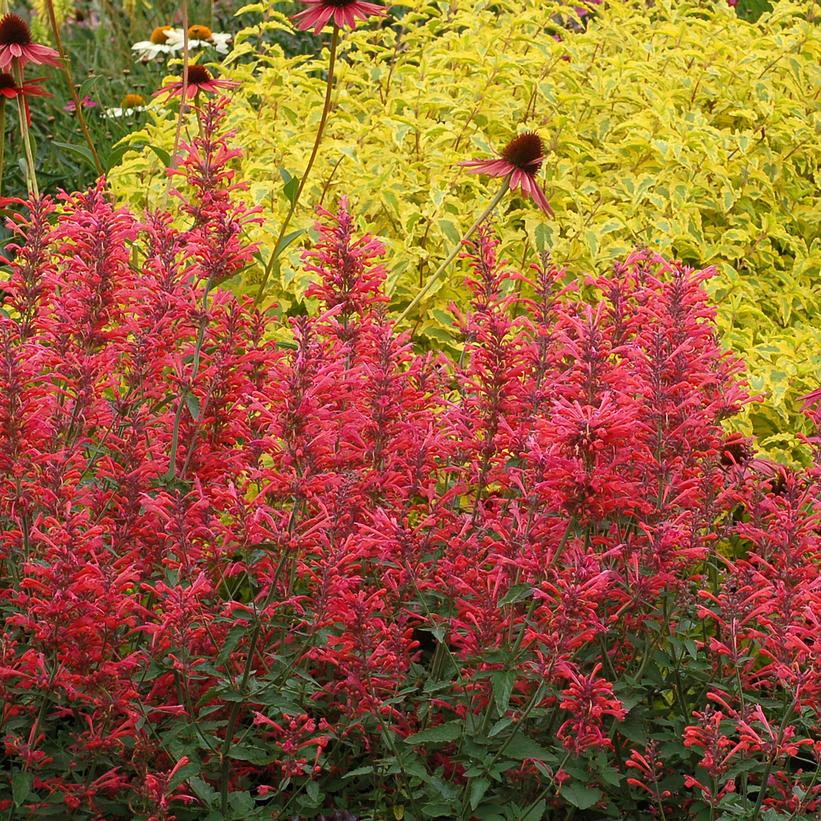 AGASTACHE `KUDOS CORAL`