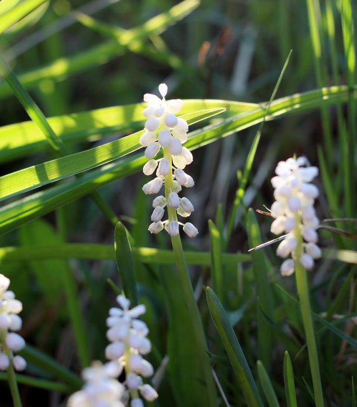 LIRIOPE MUSCARI `MONROE WHITE`