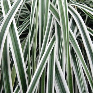 CAREX O. EVERCOLOR `EVEREST`