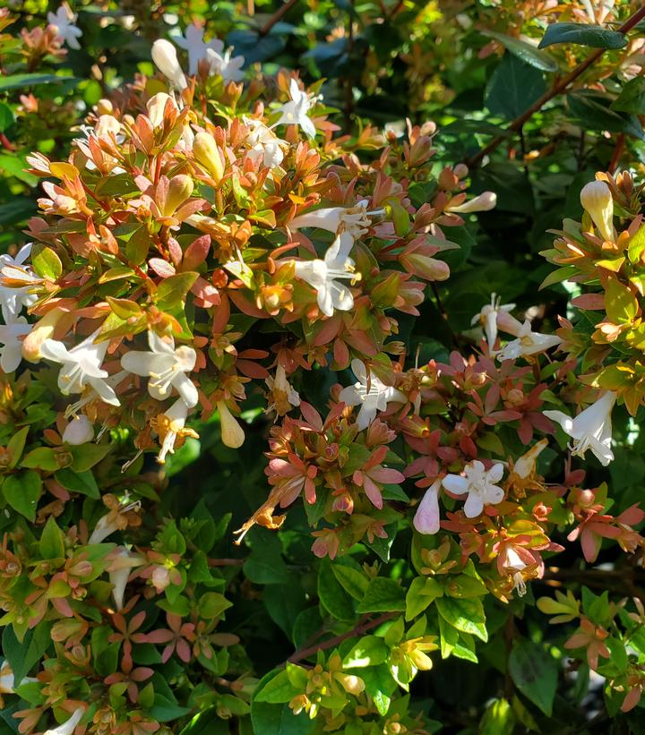 ABELIA X GRANDIFLORA `ROSE CREEK`