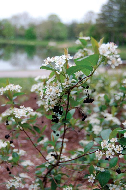 ARONIA MELANOCARPA `IROQUOIS BEAUTY`