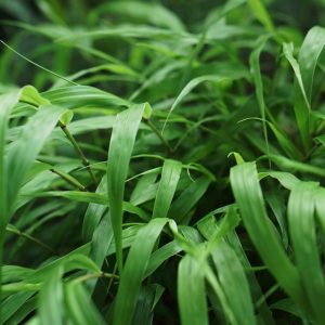 HAKONECHLOA MACRA