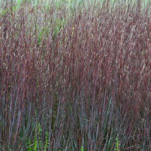 SCHIZACHYRIUM S. PRAIRIE WINDS `BLUE PARADISE`