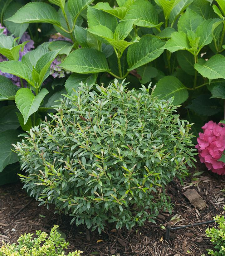 ILEX GLABRA `GEM BOX`