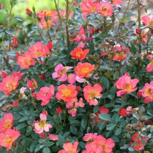 ROSA `OSO EASY HOT PAPRIKA`