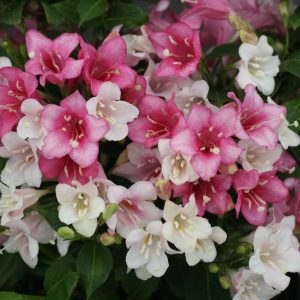 WEIGELA FLORIDA `CZECHMARK TRILOGY`