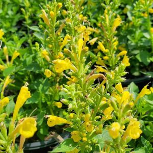AGASTACHE `KUDOS YELLOW`