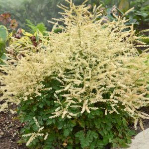 ARUNCUS `CHANTILLY LACE`