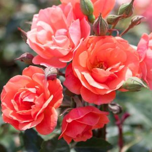 ROSA `CORAL KNOCK OUT`