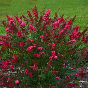 BUDDLEIA MONARCH `PRINCE CHARMING`