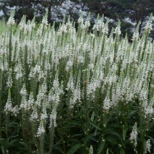 VERONICA MS `WHITE WANDS`