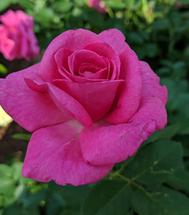ROSA `TRUE GRATITUDE` - CL