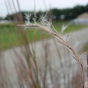 SCHIZACHYRIUM SCOPARIUM
