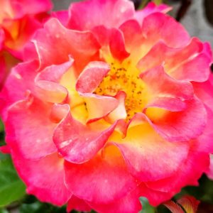 ROSA `TRUE SINCERITY`