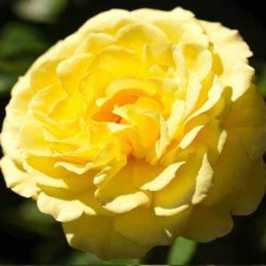 ROSA `TRUE FRIENDSHIP`