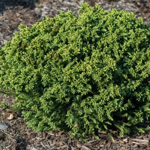 CRYPTOMERIA JAPONICA `DRAGON PRINCE`