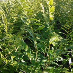 DRYOPTERIS AUSTRALIS / DIXIE WOOD