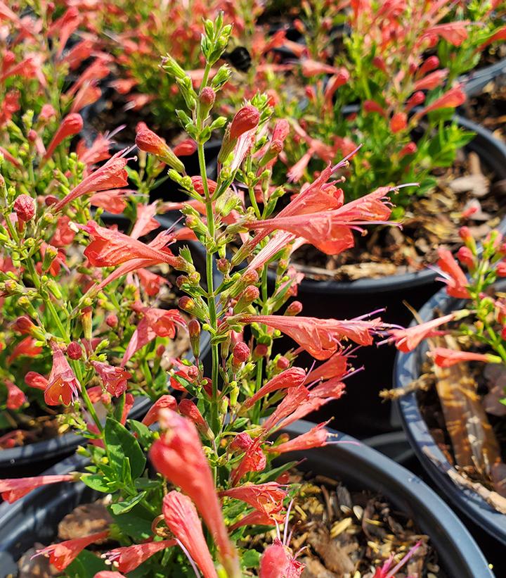 AGASTACHE `KUDOS RED`