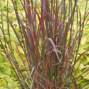 ANDROPOGON GERARDII `RAIN DANCE`