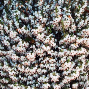 ERICA CARNEA WHITE