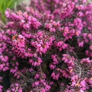 ERICA `KRAMER`S RED`