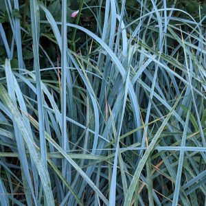 LEYMUS ARENARIUS `BLUE DUNE`