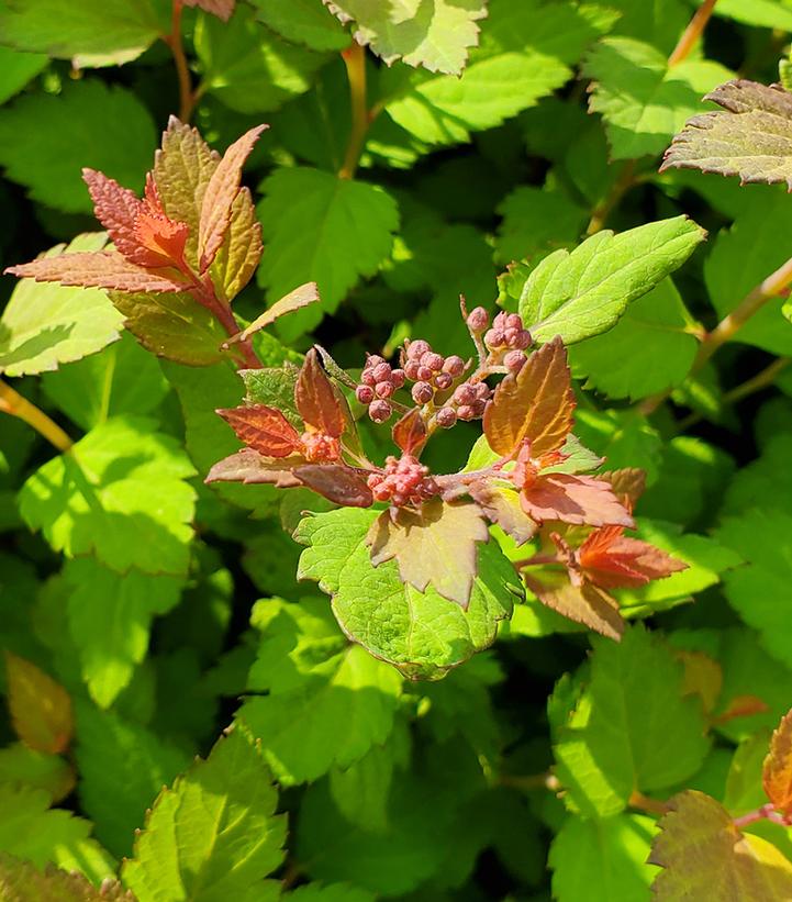 SPIRAEA `RAINBOW FIZZ`
