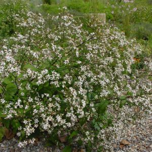ASTER DIVARICATUS `EASTERN STAR`