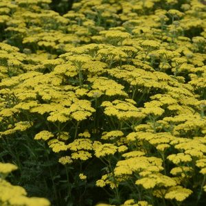 ACHILLEA `FIREFLY SUNSHINE`
