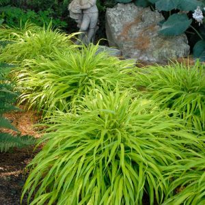 HAKONECHLOA MACRA `ALL GOLD`