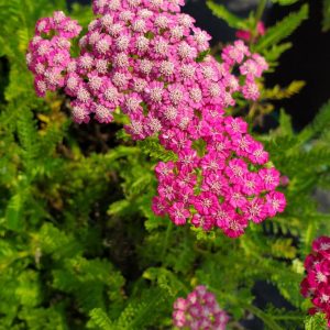 ACHILLEA `PINK GRAPEFRUIT`