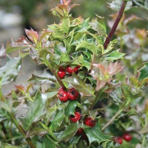 ILEX X RUTZAN `RED BEAUTY`