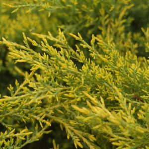 JUNIPERUS CHINENSIS `GOLD STAR`
