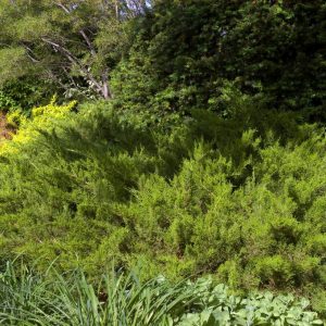JUNIPERUS CHINENSIS `SEA GREEN`