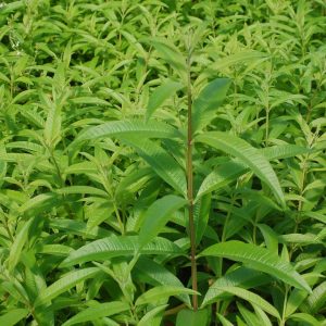 ALOYSIA TRIPHYLLA - LEMON VERBENA