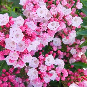 KALMIA LATIFOLIA `NATHAN HALE`