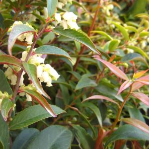 LEUCOTHOE AXILLARIS