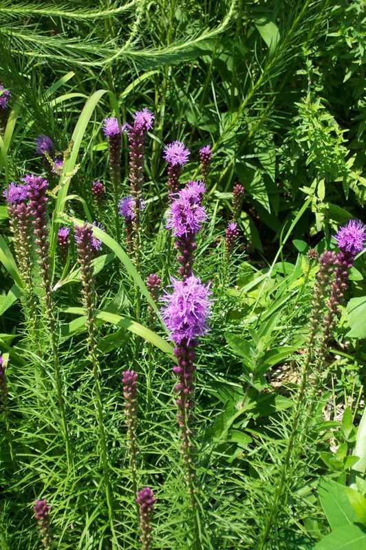 LIATRIS SPICATA