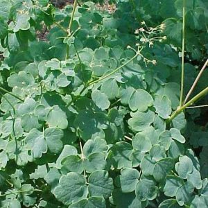 THALICTRUM DIOICUM