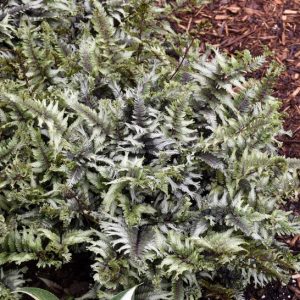 ATHYRIUM NIPONICUM `CRESTED SURF`