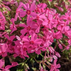 PHLOX SUB. SPRING `HOT PINK`