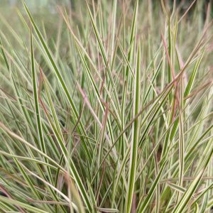 SCHIZACHYRIUM SCOPARIUM `CHAMELEON`